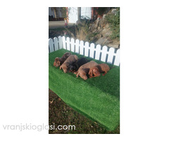 Patuljasti jazavicari