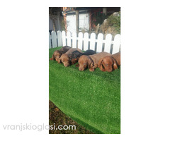 Patuljasti jazavicari