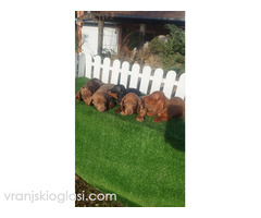 Patuljasti jazavicari - Slika 4/5