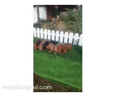 Patuljasti jazavicari - Slika 5/5