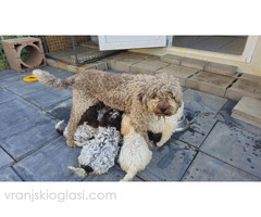 Štenci Lagoto Romanjole