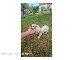 Štenci Lagoto Romanjole