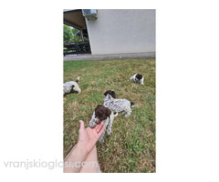 Štenci Lagoto Romanjole