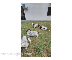 Štenci Lagoto Romanjole - Slika 4/5