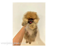 Dostupni prelepi štenci pomeranaca