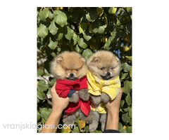 Dostupni prelepi štenci pomeranaca
