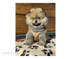 Dostupni prelepi štenci pomeranaca - Slika 4/5