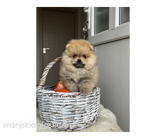 Dostupni prelepi štenci pomeranaca - Slika 5/5