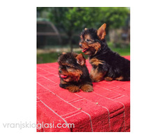 Jorksirski Terijer - Slika 5/5