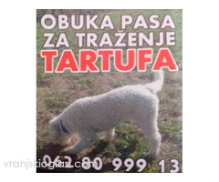 Psi za trazenje tartufa -Tartufari