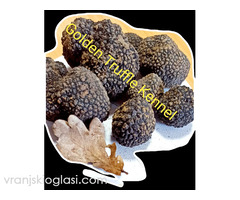 Psi za trazenje tartufa -Tartufari