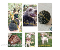 Psi za trazenje tartufa -Tartufari