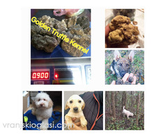 Psi za trazenje tartufa -Tartufari - Slika 5/5