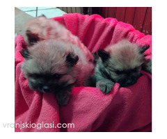 Pomeranski Spic - Slika 3/4