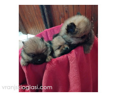 Pomeranski Spic - Slika 4/4