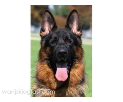 Nemački Ovčari  ženska štenad