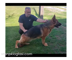 Nemački Ovčari  ženska štenad - Slika 5/5