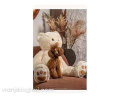 Crvene patuljaste i toy pudle