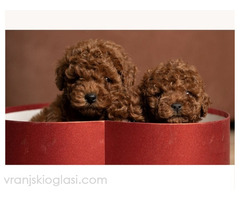 Crvene patuljaste i toy pudle - Slika 3/3