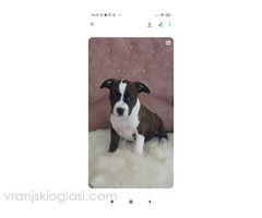 Zenke americkog staforda