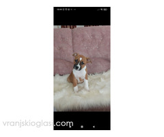 Zenke americkog staforda