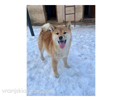 Shiba inu štenci od vrhunskih roditelja
