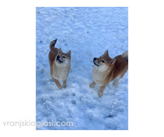 Shiba inu štenci od vrhunskih roditelja - Slika 3/5
