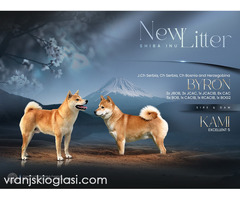 Shiba inu štenci od vrhunskih roditelja - Slika 4/5