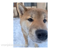 Shiba inu štenci od vrhunskih roditelja - Slika 5/5