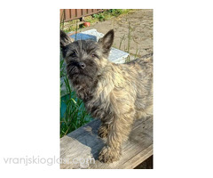 Kern terijer štenci