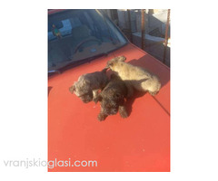 Kern terijer štenci - Slika 3/3