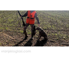 Vajmarski ptičar - Slika 3/5