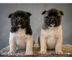 Američka Akita, izuzetni štenci