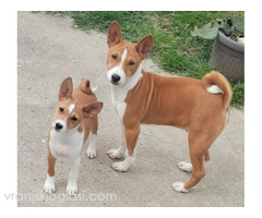 BASENJI štenci
