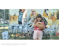 BASENJI štenci - Slika 4/15