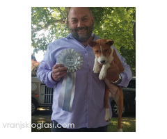 BASENJI štenci - Slika 6/15