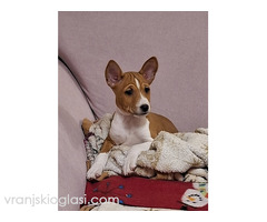BASENJI štenci - Slika 7/15
