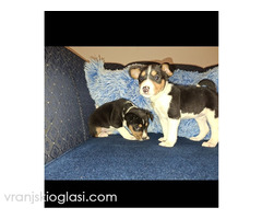 BASENJI štenci - Slika 9/15