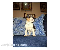 BASENJI štenci - Slika 10/15