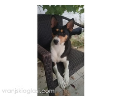 BASENJI štenci - Slika 13/15