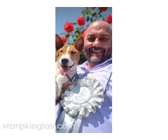 BASENJI štenci - Slika 14/15