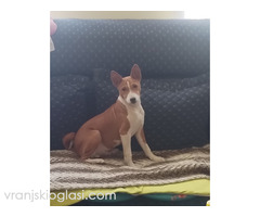 BASENJI štenci - Slika 15/15
