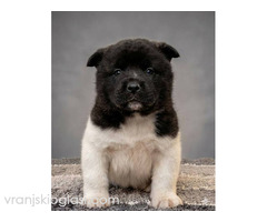 Američka Akita TOP štenci