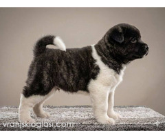 Američka Akita TOP štenci