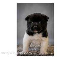 Američka Akita TOP štenci - Slika 5/8