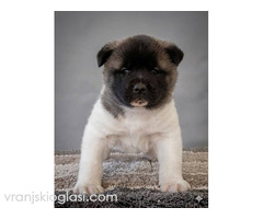 Američka Akita TOP štenci - Slika 6/8