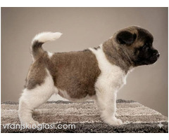 Američka Akita TOP štenci - Slika 7/8