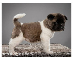 Američka Akita TOP štenci - Slika 8/8