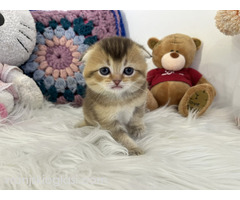 Skotski fold i straight mace