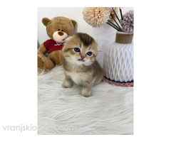 Skotski fold i straight mace